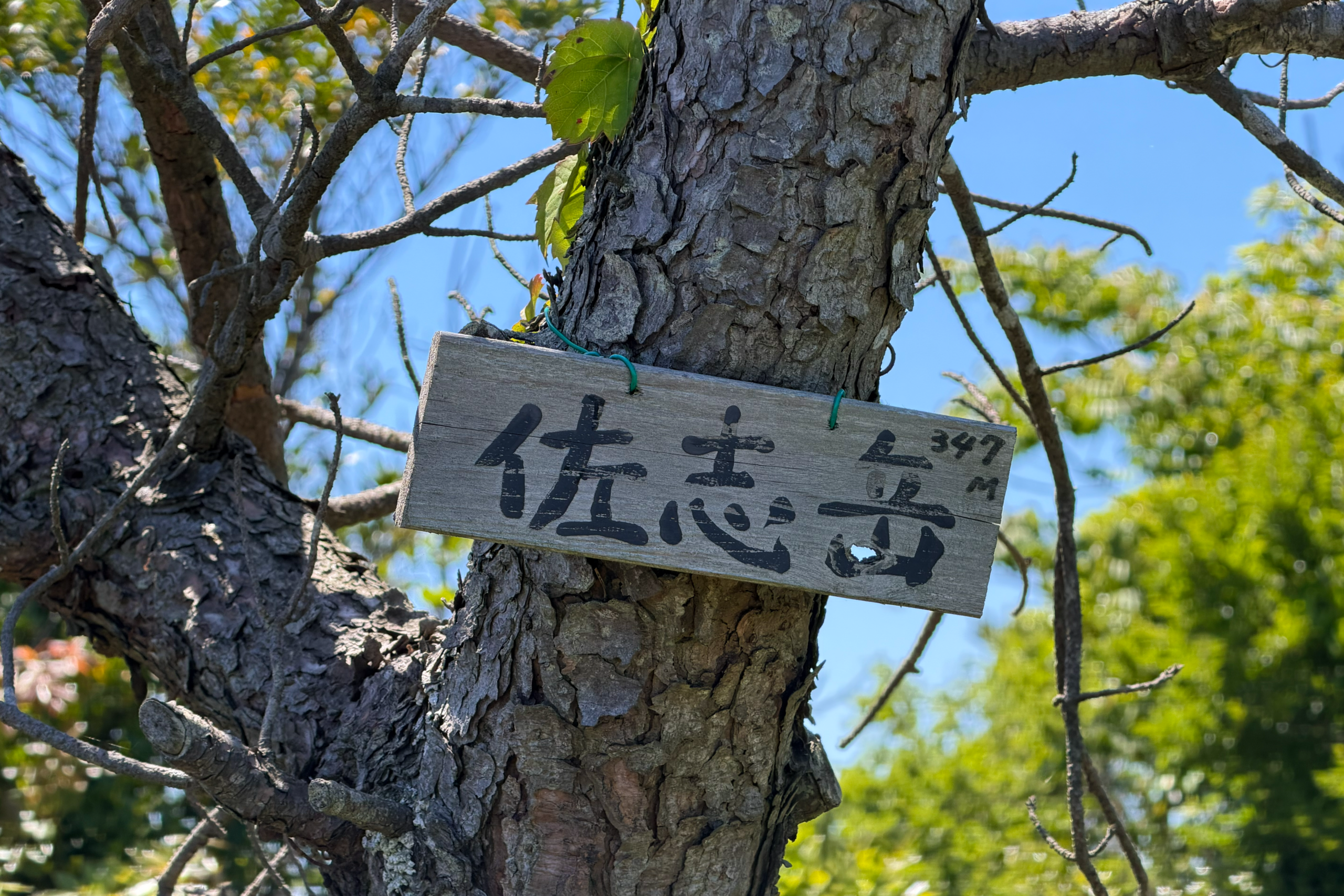 佐志岳の登山道とイトラッキョウ