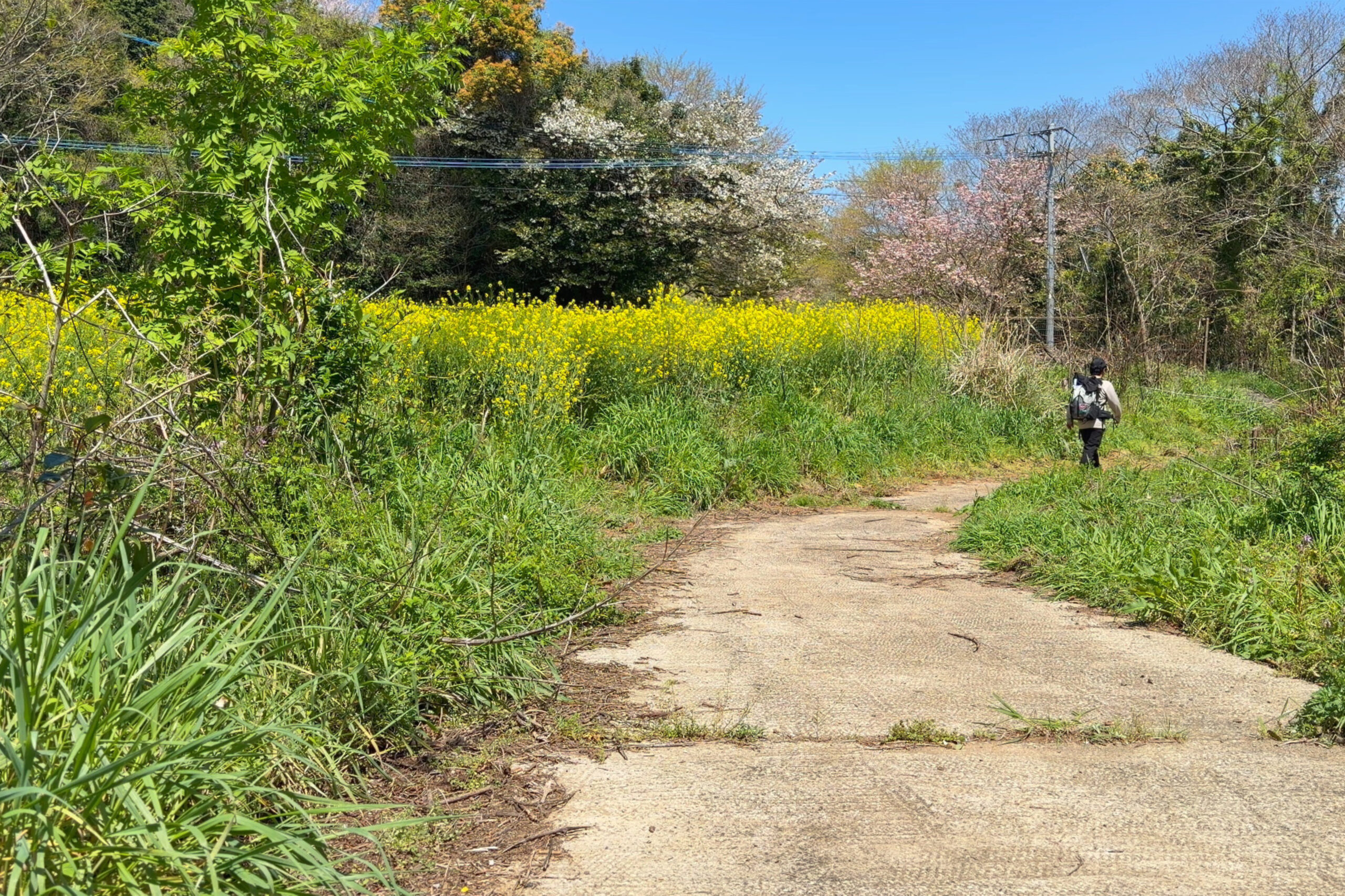 大山公園に続く道