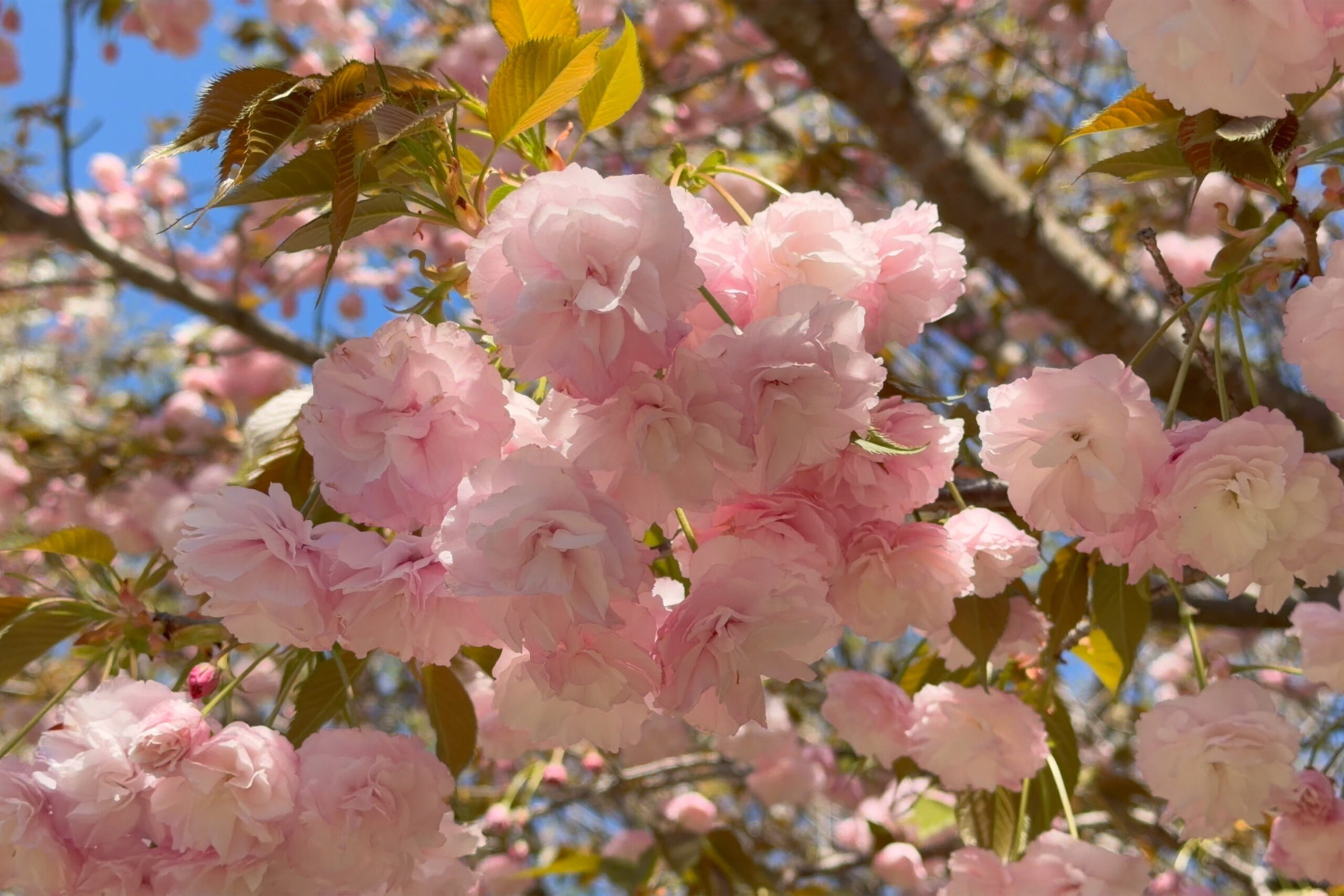 大山公園の桜