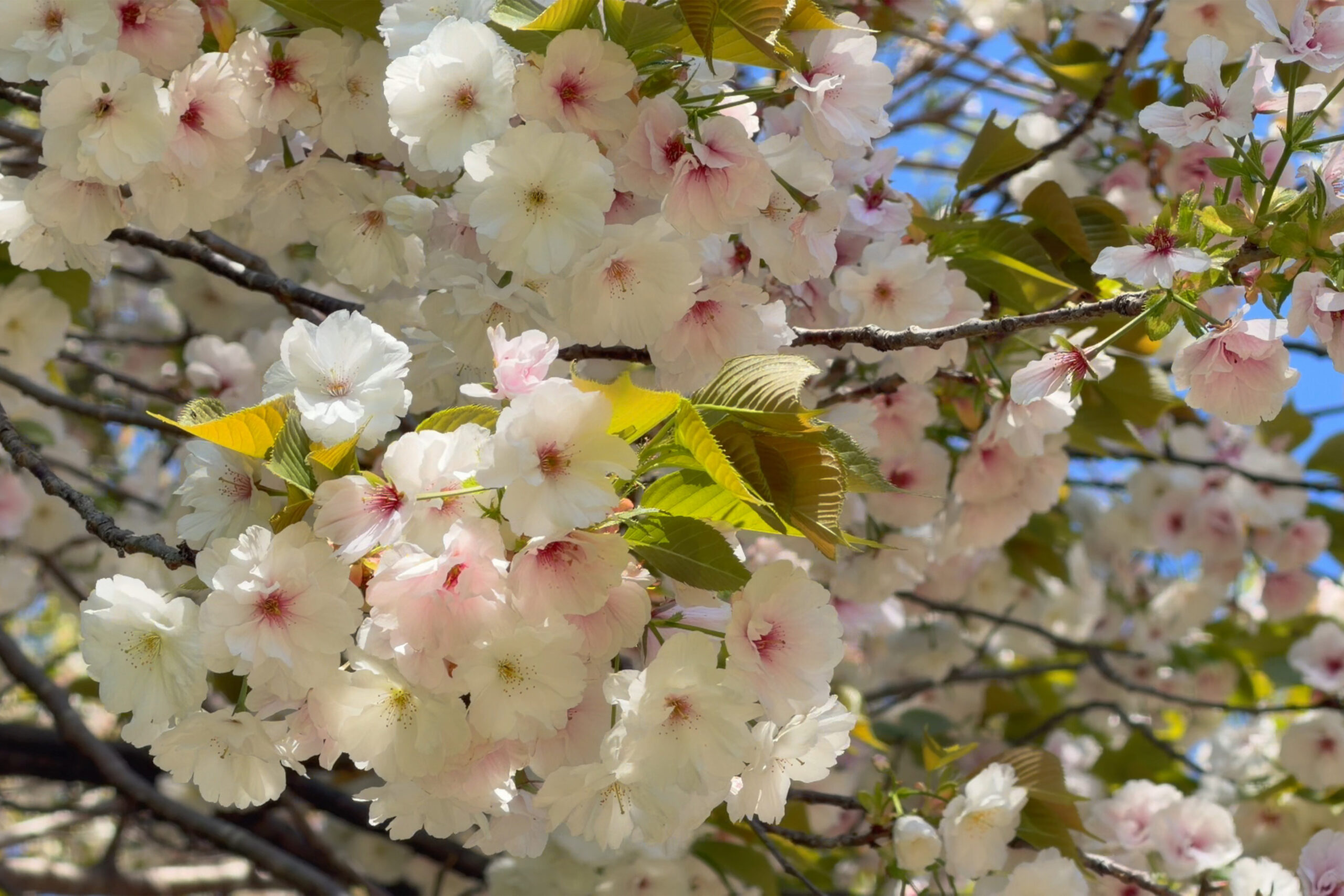 大山公園の桜