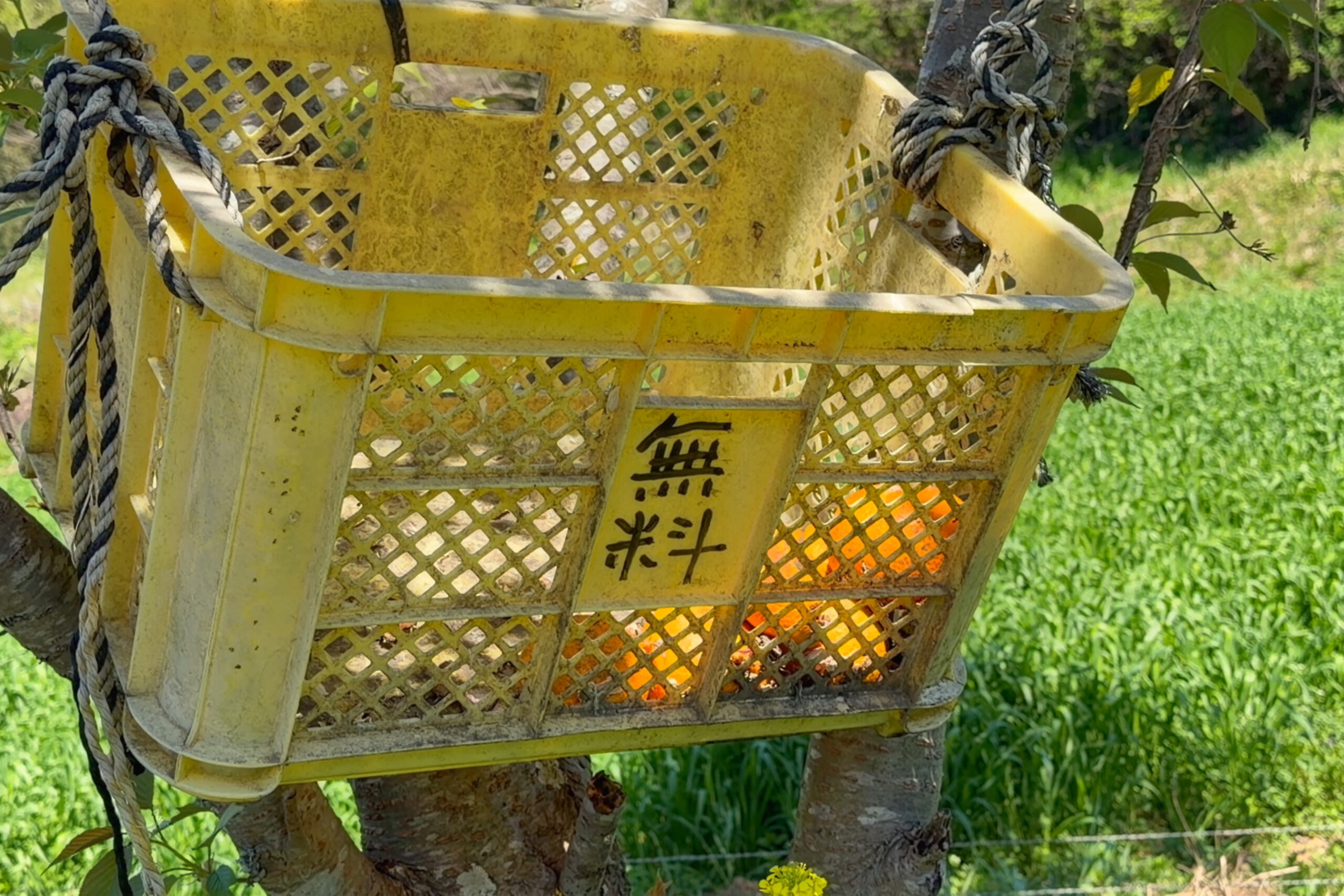 無料みかん